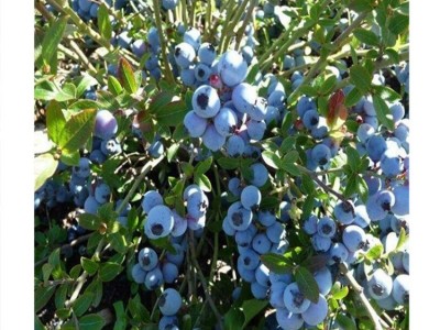 批发2年蓝莓苗 带营养钵发货 根系好易成活 云雀 法新 H5蓝莓苗图5