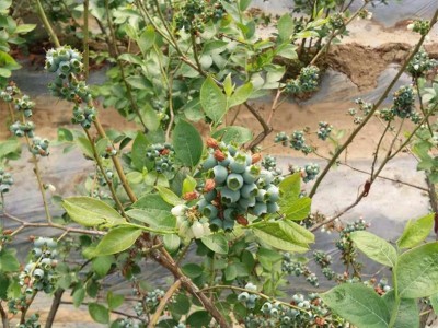 批发2年蓝莓苗 带营养钵发货 根系好易成活 云雀 法新 H5蓝莓苗图4