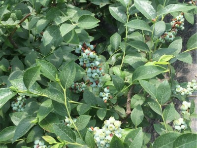 批发2年蓝莓苗 带营养钵发货 根系好易成活 云雀 法新 H5蓝莓苗图2