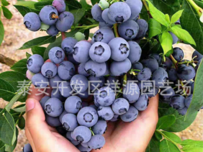 批发2年蓝莓苗 带营养钵发货 根系好易成活 云雀 法新 H5蓝莓苗图3