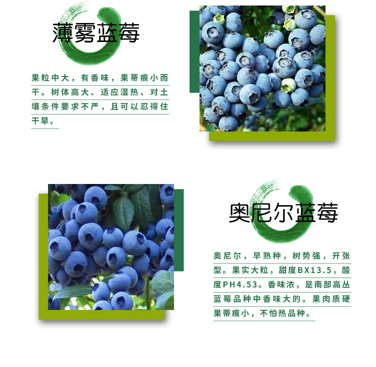 蓝莓_03