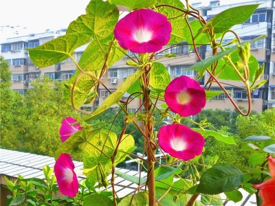 苗圃批发牵牛花种子多色牵牛花种子四季可播花海草花种子爬藤种子图5