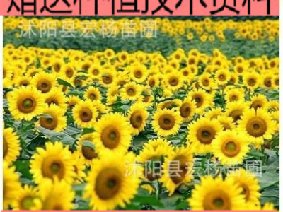 向日葵种子迷你观赏迷你矮生向日葵花籽 花海花草种子图2