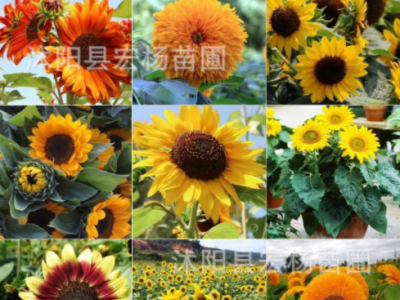 向日葵种子迷你观赏迷你矮生向日葵花籽 花海花草种子图3