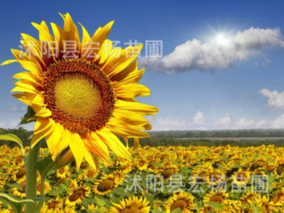 向日葵种子迷你观赏迷你矮生向日葵花籽 花海花草种子图4