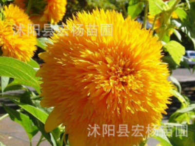向日葵种子迷你观赏迷你矮生向日葵花籽 花海花草种子图5