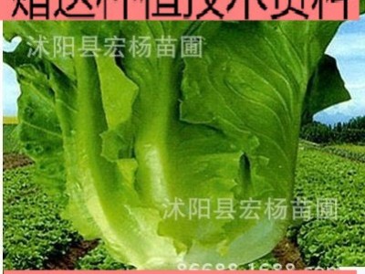 夏季蔬菜种子白菜庭院种菜四季播种蔬果种子菜种子四季蔬菜种子图2