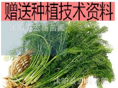 夏季蔬菜种子白菜庭院种菜四季播种蔬果种子菜种子四季蔬菜种子图5