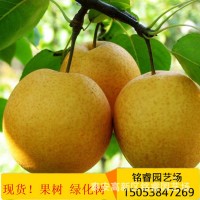 翠冠梨/黄金梨树苗批发新品种嫁接梨树1-5公分树苗南北方种植均可