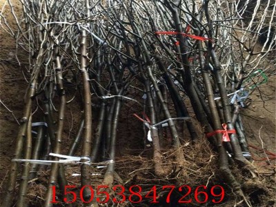 翠冠梨/黄金梨树苗批发新品种嫁接梨树1-5公分树苗南北方种植均可图4