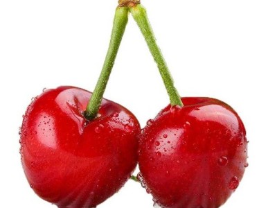 樱桃树苗 苗圃直发山东1-5公分樱桃树苗价格易成活个大早熟丰产性图4