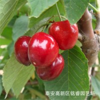 樱桃树苗 苗圃直发山东1-5公分樱桃树苗价格易成活个大早熟丰产性
