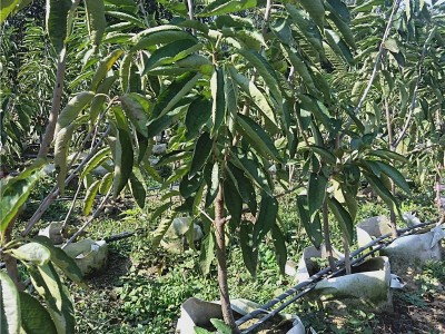 樱桃树苗 苗圃直发山东1-5公分樱桃树苗价格易成活个大早熟丰产性图5