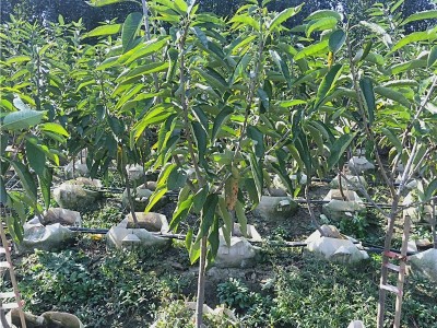 樱桃树苗 苗圃直发山东1-5公分樱桃树苗价格易成活个大早熟丰产性图3