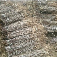 长期种植出售冬枣树苗产量丰盛耐储存易管理 口感好冬枣树苗