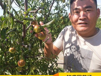 长期种植出售冬枣树苗产量丰盛耐储存易管理 口感好冬枣树苗图2