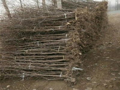 长期种植出售冬枣树苗产量丰盛耐储存易管理 口感好冬枣树苗图5