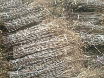 长期种植出售冬枣树苗产量丰盛耐储存易管理 口感好冬枣树苗图4