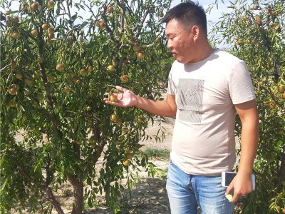 长期种植出售冬枣树苗产量丰盛耐储存易管理 口感好冬枣树苗图3
