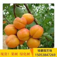 批发金太阳0.7公分杏树 0.8公分珍珠油杏苗 1公分凯特杏苗价格