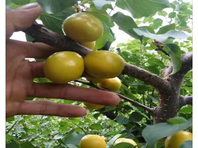 批发金太阳0.7公分杏树 0.8公分珍珠油杏苗 1公分凯特杏苗价格图2