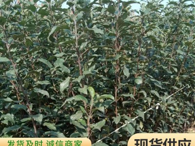 山东基地发货现挖现卖矮化苹果苗 根系发达庭院种植矮化苹果苗图4