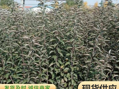 山东基地发货现挖现卖矮化苹果苗 根系发达庭院种植矮化苹果苗图2