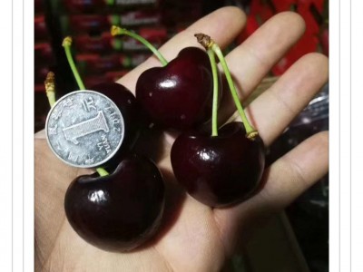 基地直供多品种樱桃苗 易成活 适合南北方种植现挖大樱桃树图3