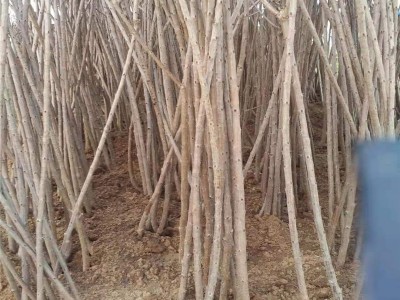 基地直供多品种樱桃苗 易成活 适合南北方种植现挖大樱桃树图2