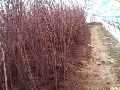 基地直供多品种樱桃苗 易成活 适合南北方种植现挖大樱桃树图5