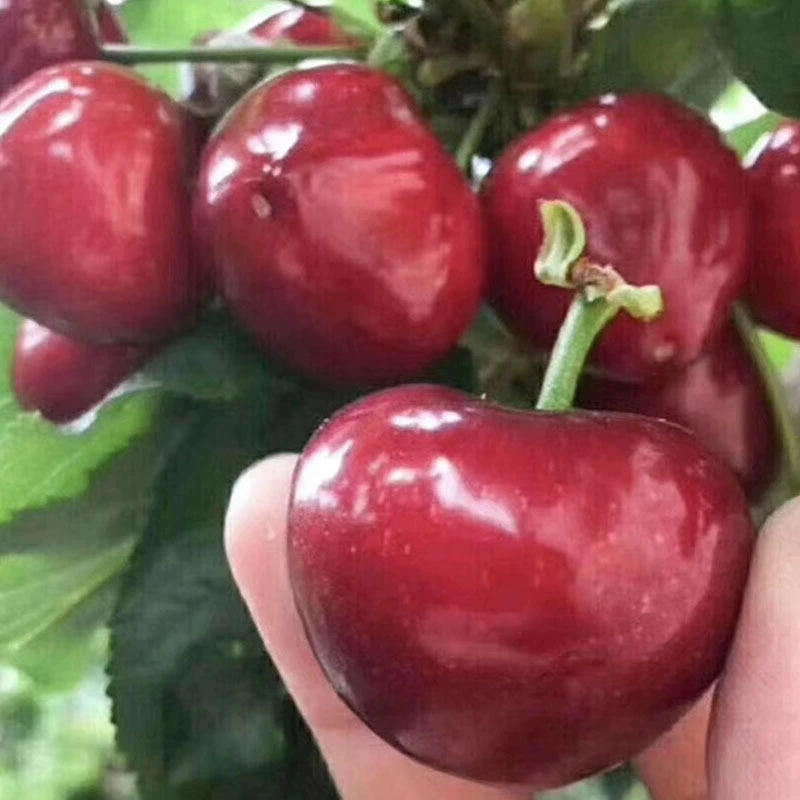 樱桃苗