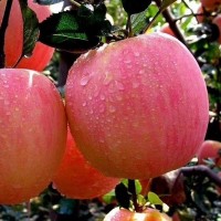 M9T337 M26矮化苹果砧木 易成活 根系发达矮化苹果苗