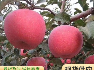 M9T337 M26矮化苹果砧木 易成活 根系发达矮化苹果苗图2