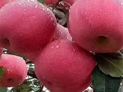 M9T337 M26矮化苹果砧木 易成活 根系发达矮化苹果苗图3