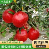 突尼斯软籽石榴苗 庭院盆栽地栽果大味甜嫁接石榴苗