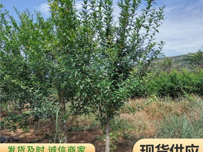 突尼斯软籽石榴苗 庭院盆栽地栽果大味甜嫁接石榴苗图3