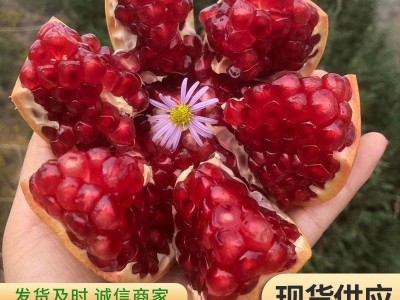 突尼斯软籽石榴苗 庭院盆栽地栽果大味甜嫁接石榴苗图4
