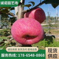 诚信出售苹果树苗 低价供应矮化苹果树苗 M9T337矮化中间砧苹果苗