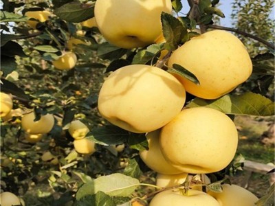 诚信出售苹果树苗 低价供应矮化苹果树苗 M9T337矮化中间砧苹果苗图2