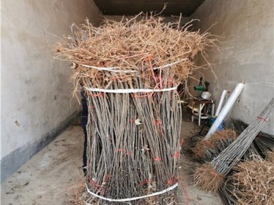 诚信出售苹果树苗 低价供应矮化苹果树苗 M9T337矮化中间砧苹果苗图4