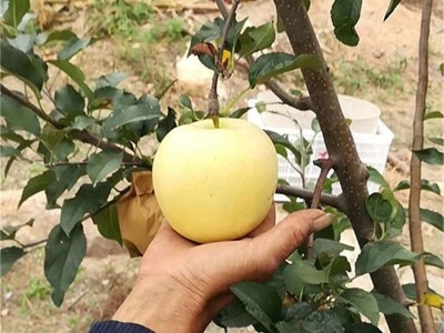 现挖现卖矮化树苗 供应维纳斯黄金苹果树苗 瑞雪苹果树苗价格图3