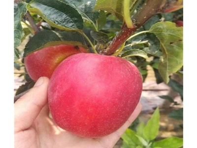 现挖现卖矮化树苗 供应维纳斯黄金苹果树苗 瑞雪苹果树苗价格图4