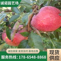 现挖现卖矮化树苗 供应维纳斯黄金苹果树苗 瑞雪苹果树苗价格