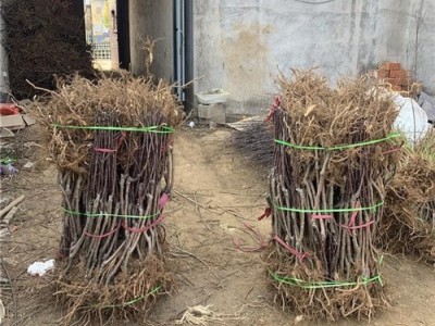 现挖现卖矮化树苗 供应维纳斯黄金苹果树苗 瑞雪苹果树苗价格图2