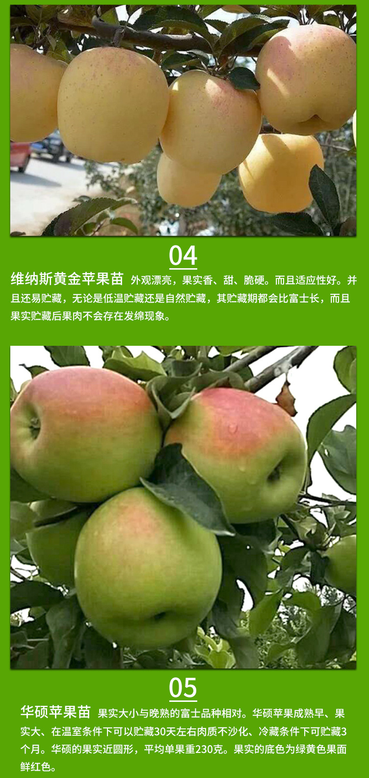 苹果苗_05.jpg