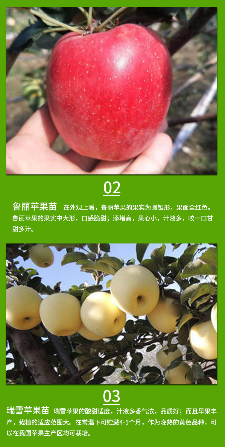 苹果苗_04.jpg