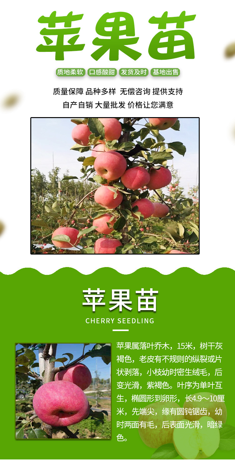 苹果苗_01.jpg