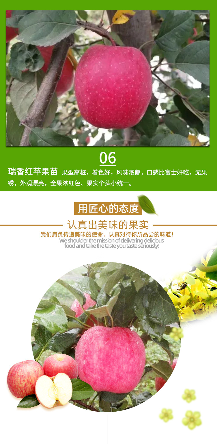 苹果苗_06.jpg