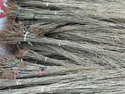 批发板栗树苗 直营嫁接成品板栗树苗 推出新品种板栗树苗图3