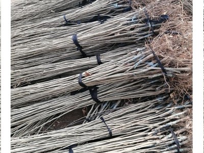 批发板栗树苗 直营嫁接成品板栗树苗 推出新品种板栗树苗图4